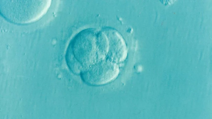 in vitro ivf